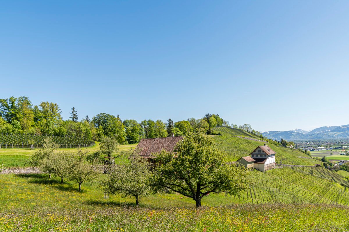 Rheintal Weinberge