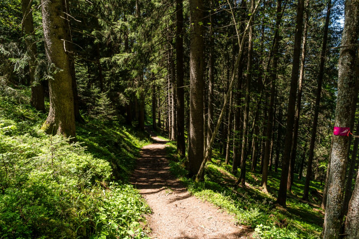 Trail to Chli Aubrig